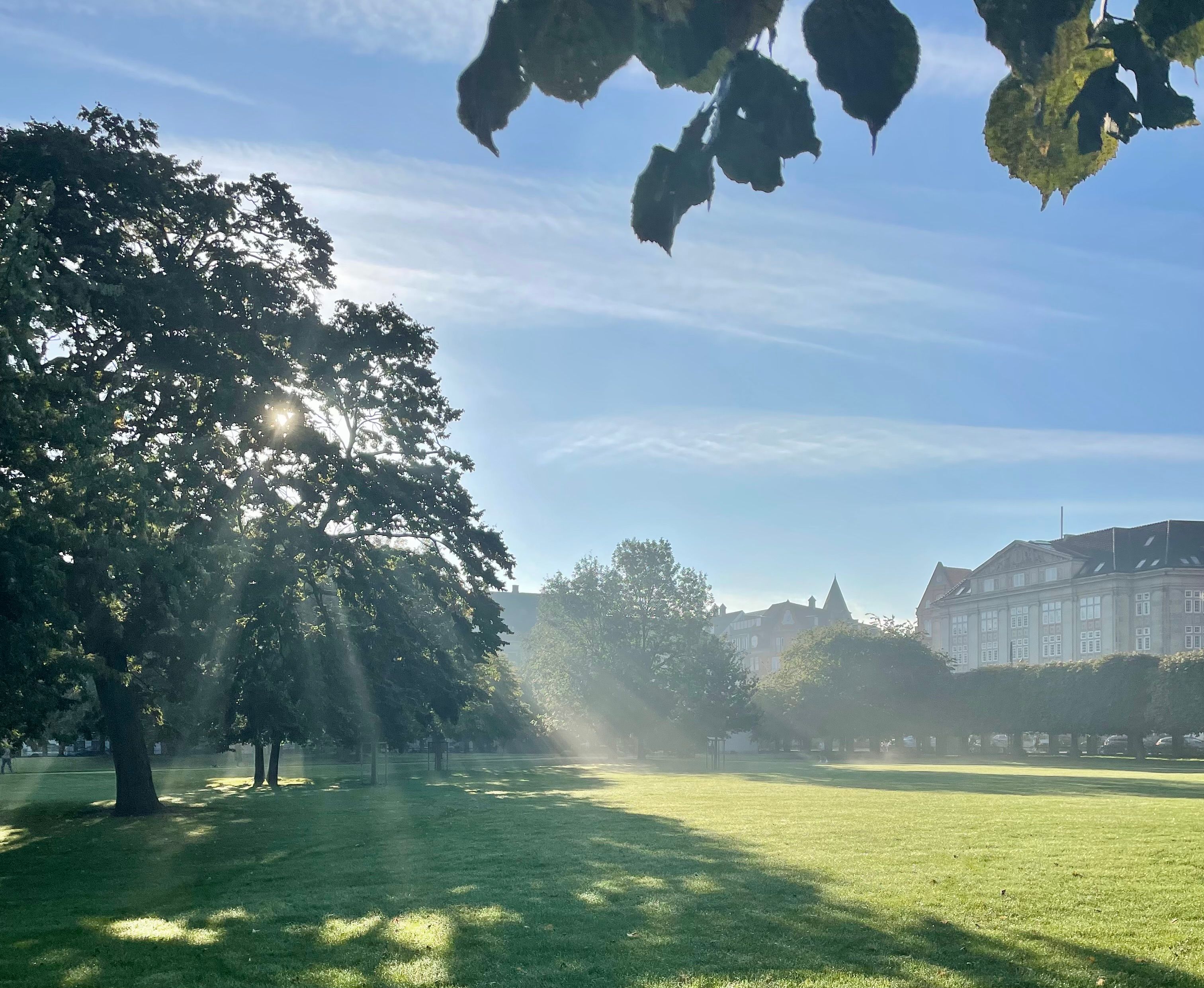 Solskin trænger igennem trækroner og viser smukke grønne marker og bygninger i baggrunden