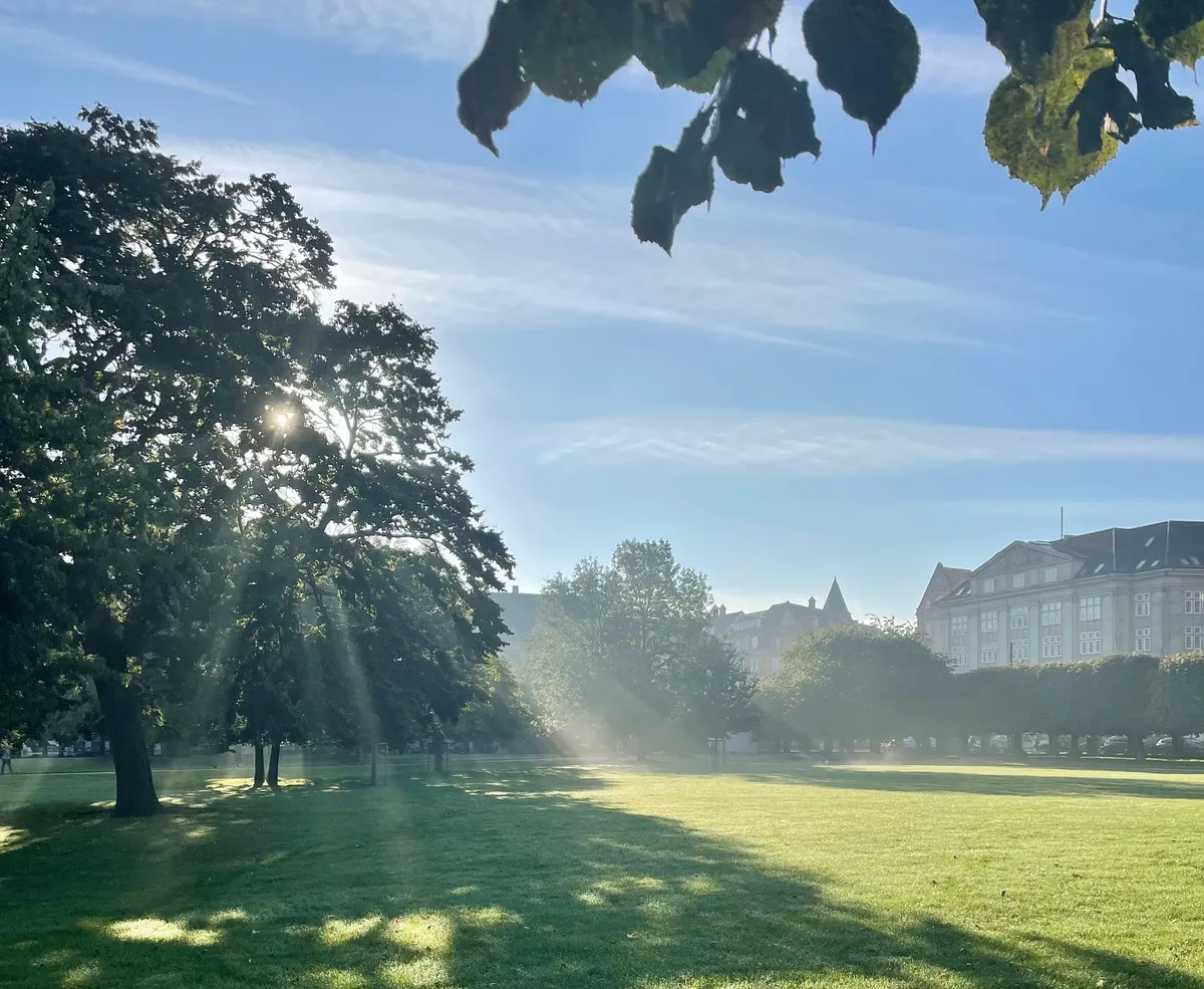 Solskin trænger igennem trækroner og viser smukke grønne marker og bygninger i baggrunden