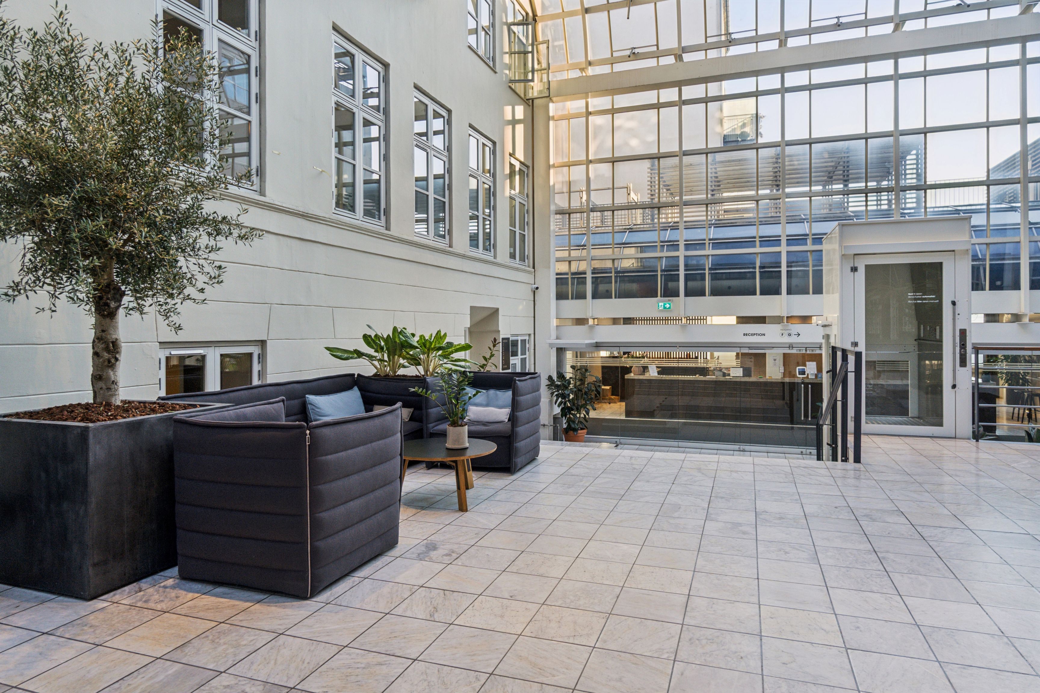 Moderne lobby med oliventræ og møbler. Indvends stue med trægulv og glasvinduer. Solskin i loftet og grønne planter i lyse pander.