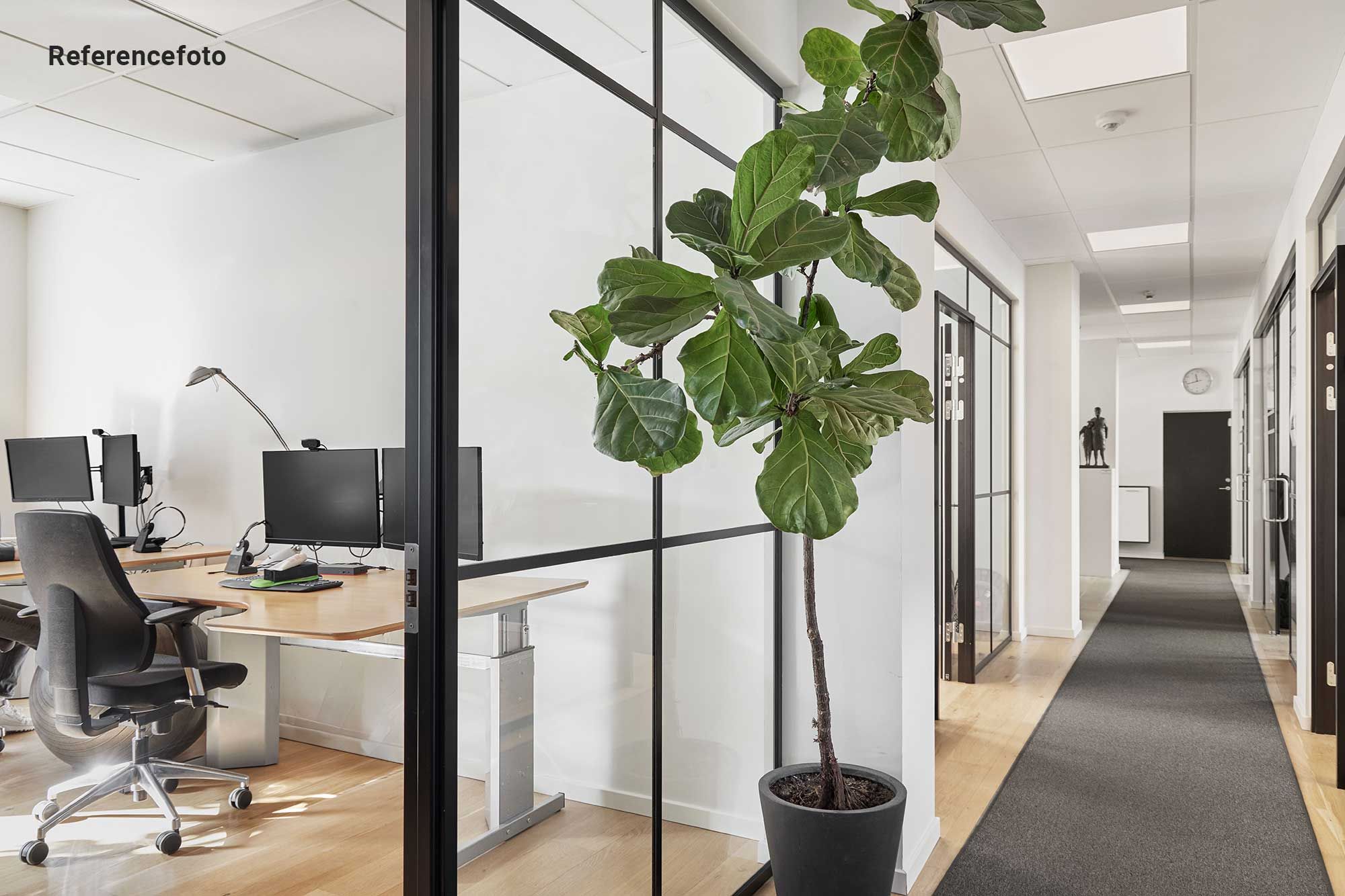 Kontor med to skriveborde, hver med computer og telefon. Trægulv og glasvægge med plante og lysekroner. Sort gulvtæppe i korridor og ure på væggen.