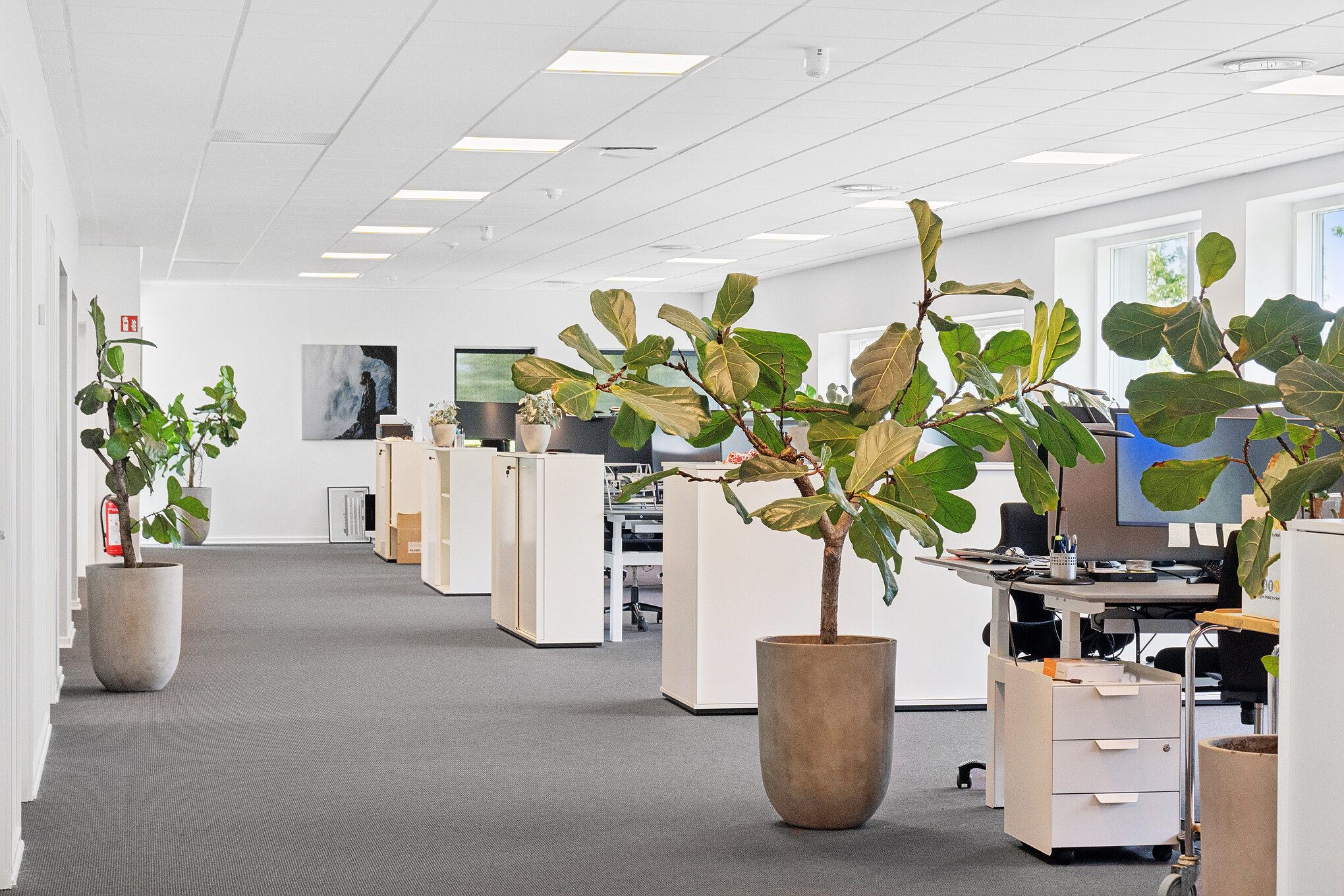 Kontorområde med hvide vægge og lyse gulve, store planter i lyse potter, moderne skriveborde, glasvinduer med udsigt til skov, skriveborde med computere og møbler.