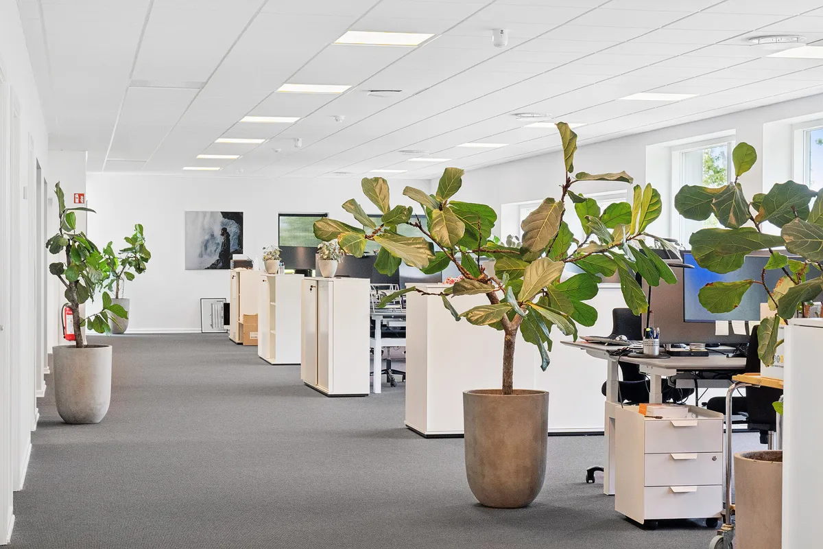 Kontorområde med hvide vægge og lyse gulve, store planter i lyse potter, moderne skriveborde, glasvinduer med udsigt til skov, skriveborde med computere og møbler.