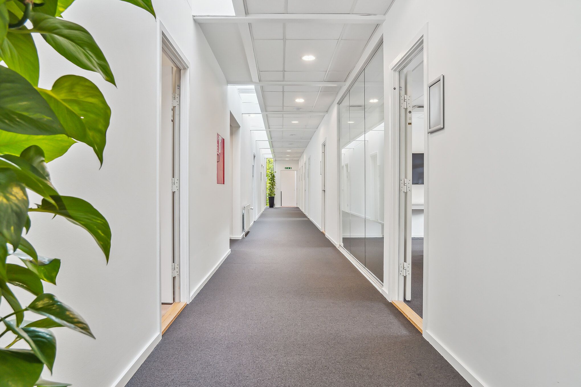 En lang og smal korridor med hvide vægge, glasdøre og lysekroner. Væggen er lysegrå og der er et stort grønt planteblad på