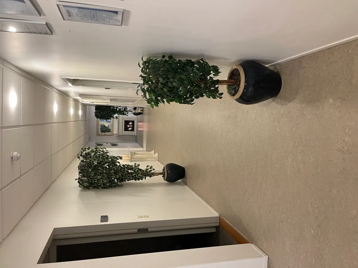 Hallen med hvide vægge og gulve med to store kunstige planter og lysekroner på loftet