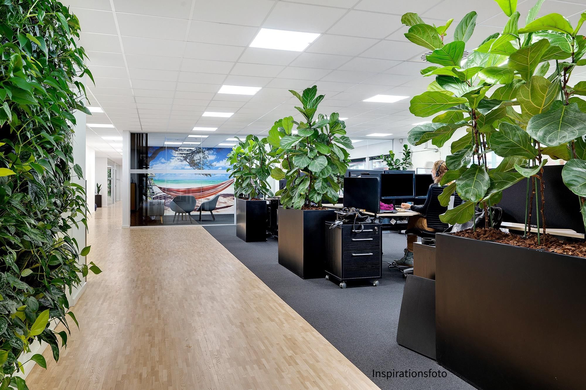 En stor grøn plante i en sort potte står på gulvet i et kontor. Der er en person i en stol og en skærm på skrivebordet.