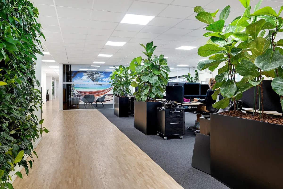 Kontor med store planter og en person, der sidder ved en computer i en stol i baggrunden