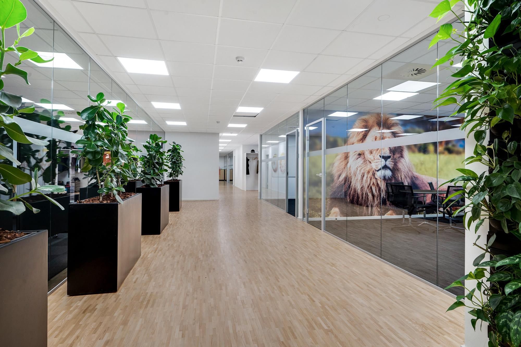 Modernt kontor med lyse lofter og store glasruder. Indersiden er dekoreret med plantepoteter og et stort vindue med en stærk