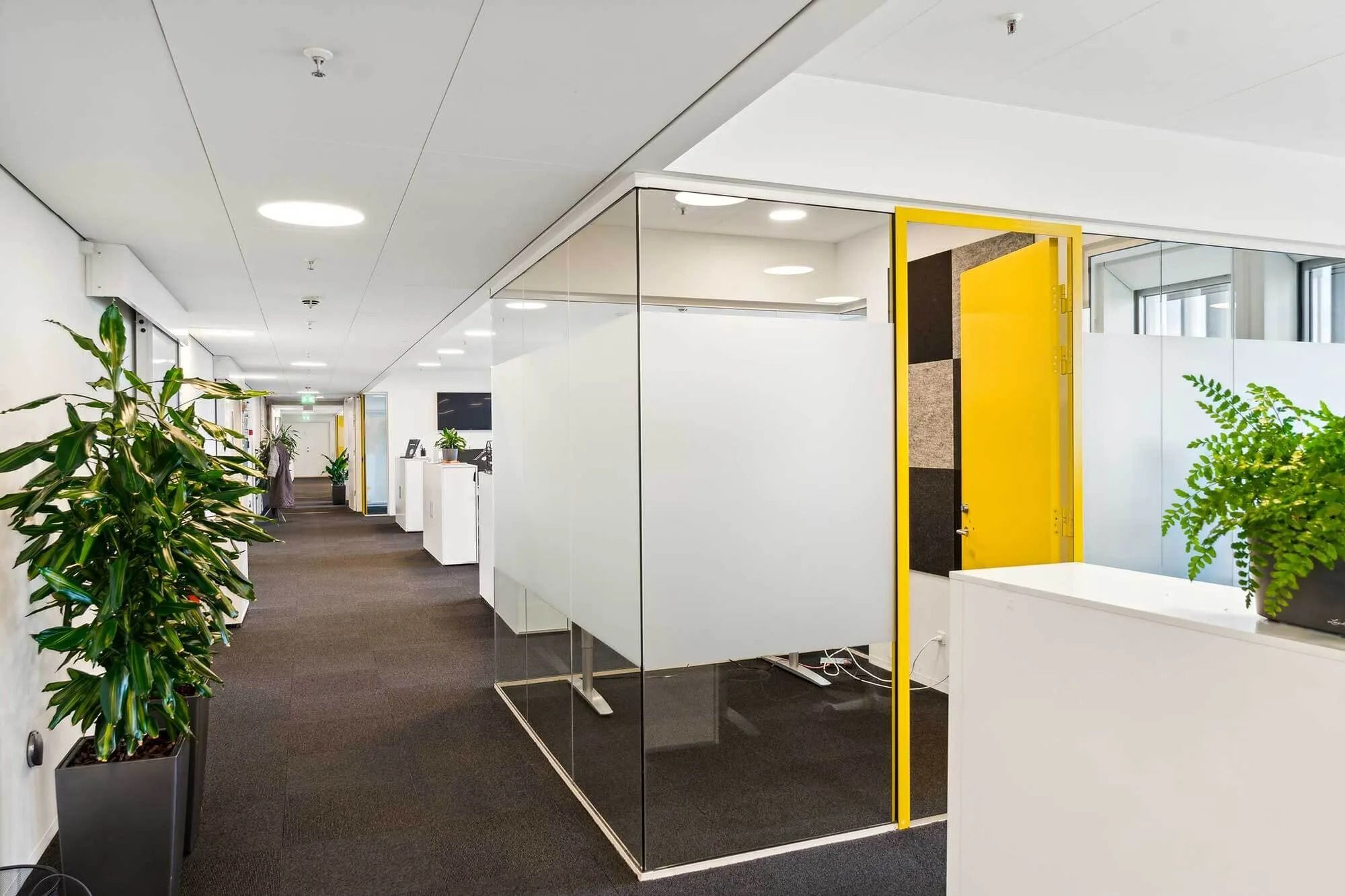 Moderne kontor med en gul dør og lyse gulve samt flere grønne planter og skriveborde
