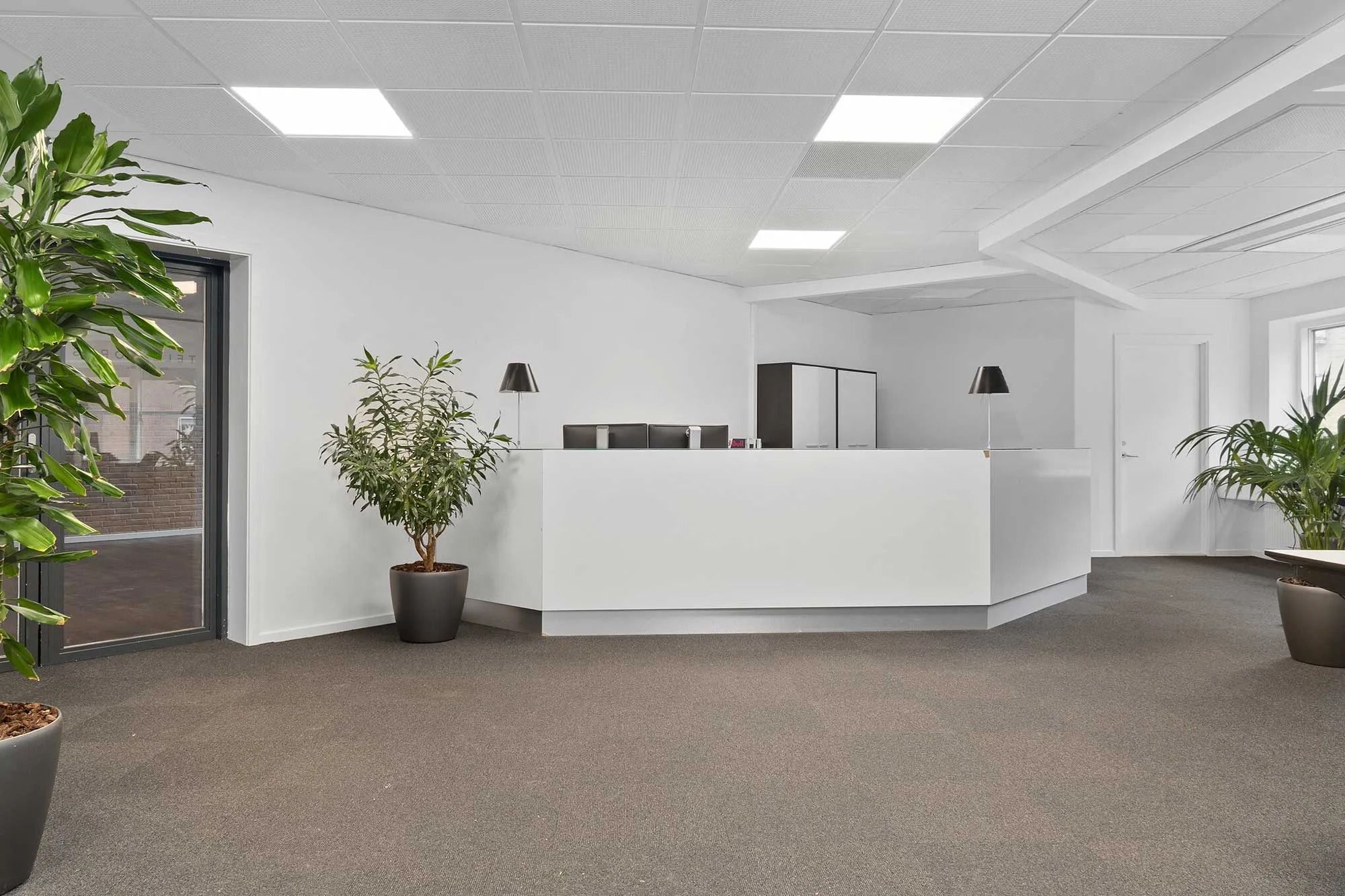 Moderne kontor med hvide vægge, højt loft, og to lyse panteplanter ved receptionsbordet, som er oplyst af indbyggede