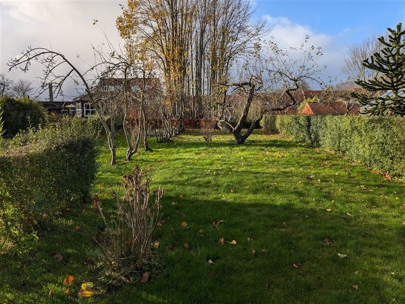 Et grønt område med høje buske og træer, jord med gult og brun løv og lyse himmel med skyer