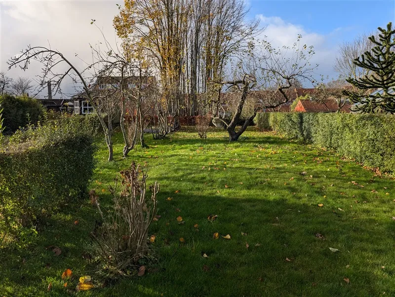 Et grønt område med høje buske og træer, jord med gult og brun løv og lyse himmel med skyer