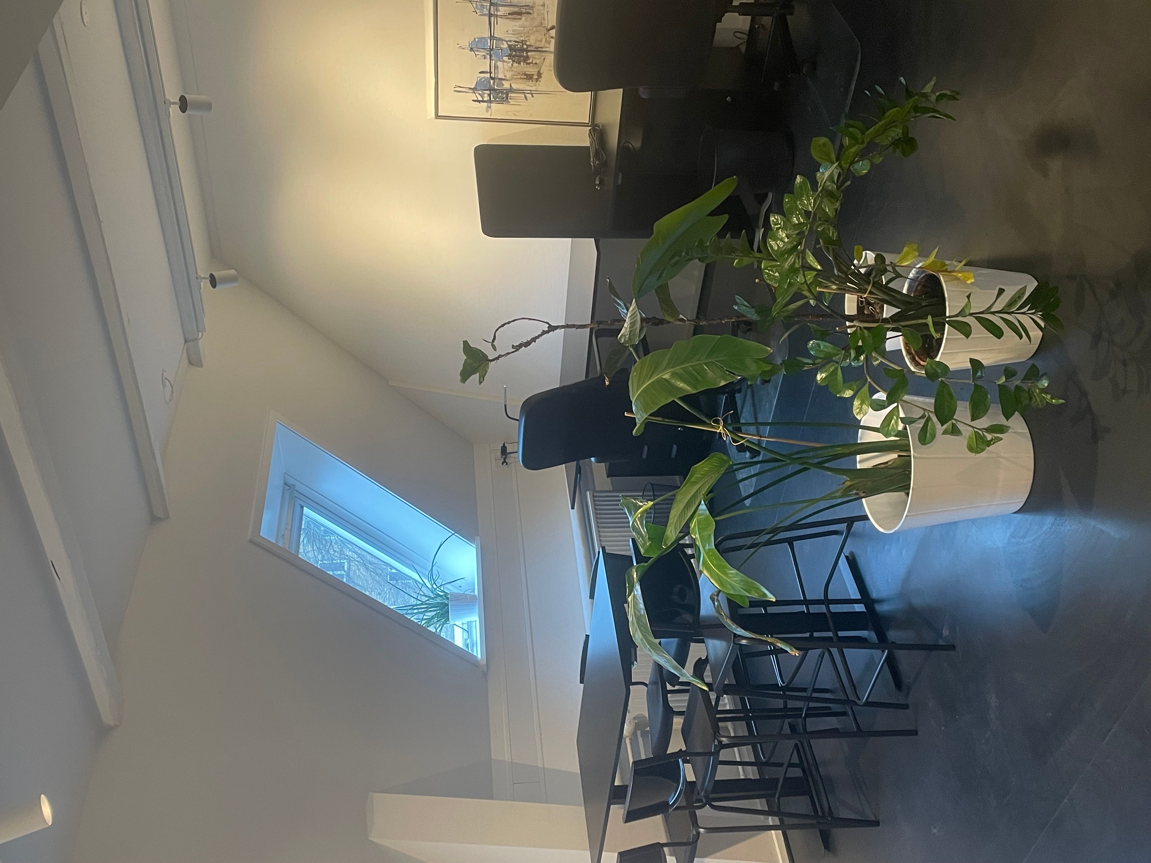 Inde i et kontor er der en række stole, der er stillet op omkring et bord med to store planter og to små potter