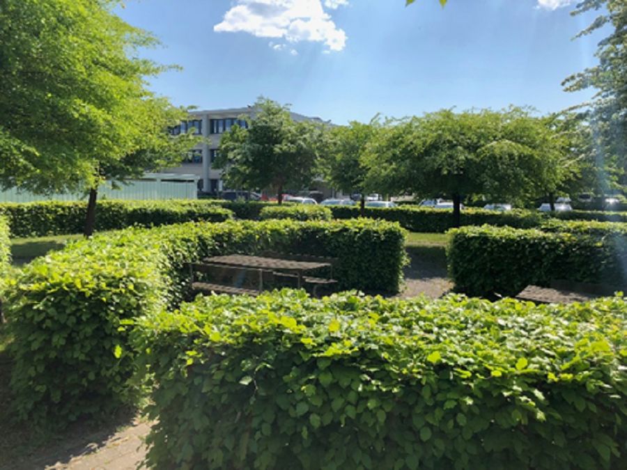 Have med lyse grønne buske og træer, to bænke og et piknikbord i baggrunden