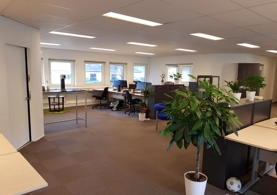 Kontorlokale med flere skriveborde, stole, computere, indrettet med flere planter og et fodbold.