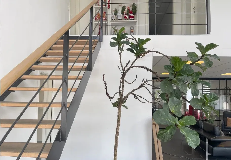 En moderne stue med masser af plads, en stor kunstplante, et skrapeløft, og en køkkenblok med en høj sovesofa