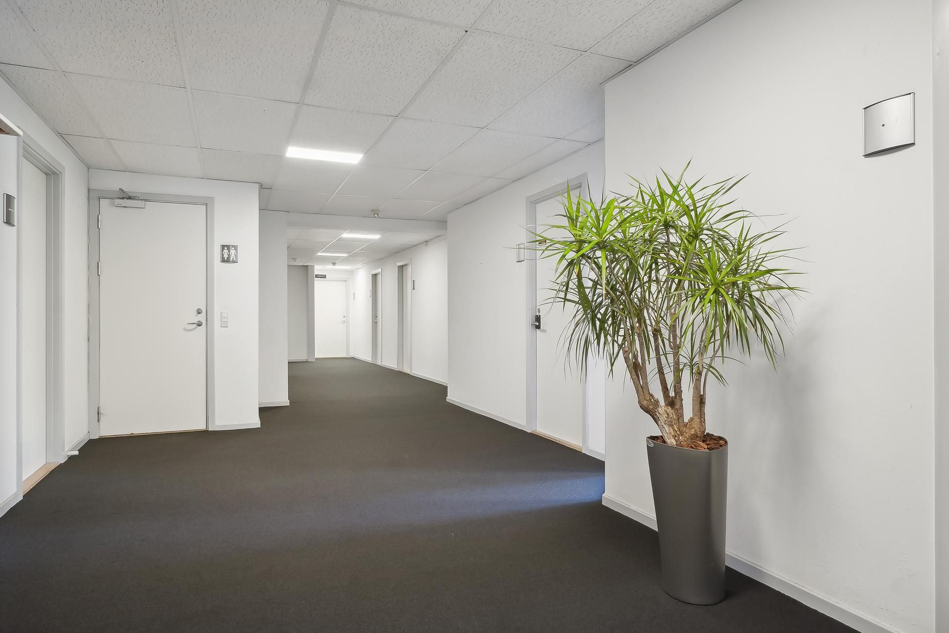 En mørk hall med hvide vægge, gulv og loft samt et enkelt større grønt plante i en grå potte og en kvinde og mands