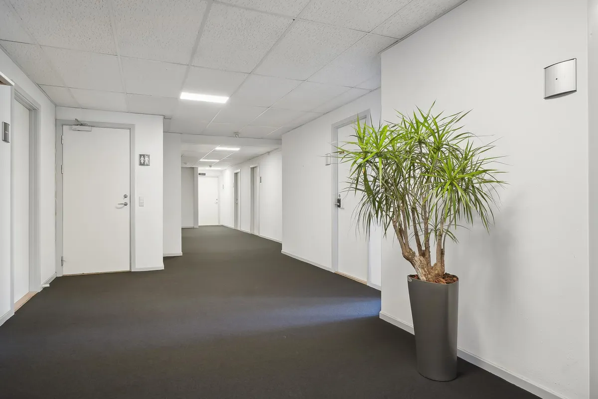 En mørk hall med hvide vægge, gulv og loft samt et enkelt større grønt plante i en grå potte og en kvinde og mands