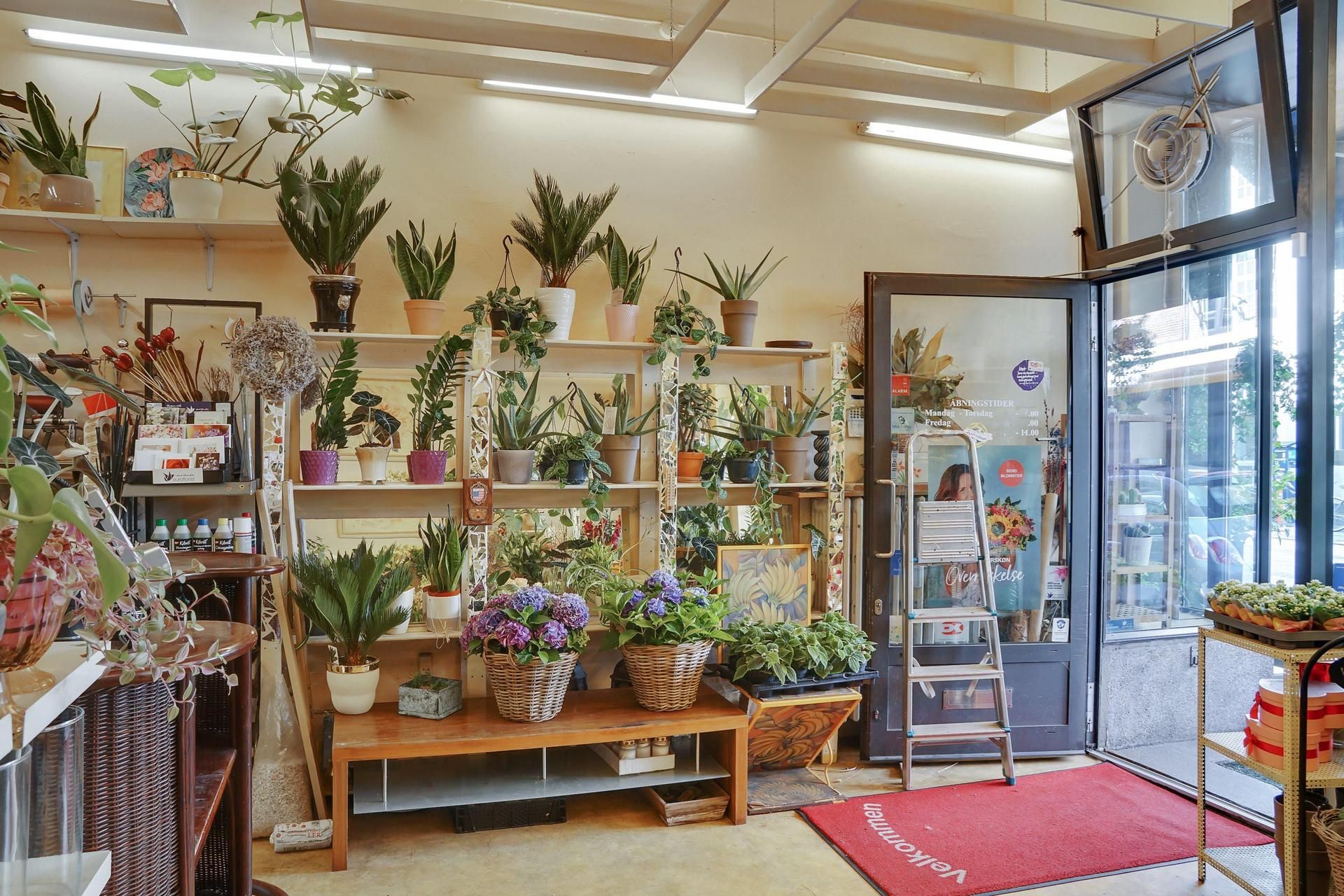 Alt omkring planteforretning med smukke blomster i kurve og på hylder og mange grønne plantager