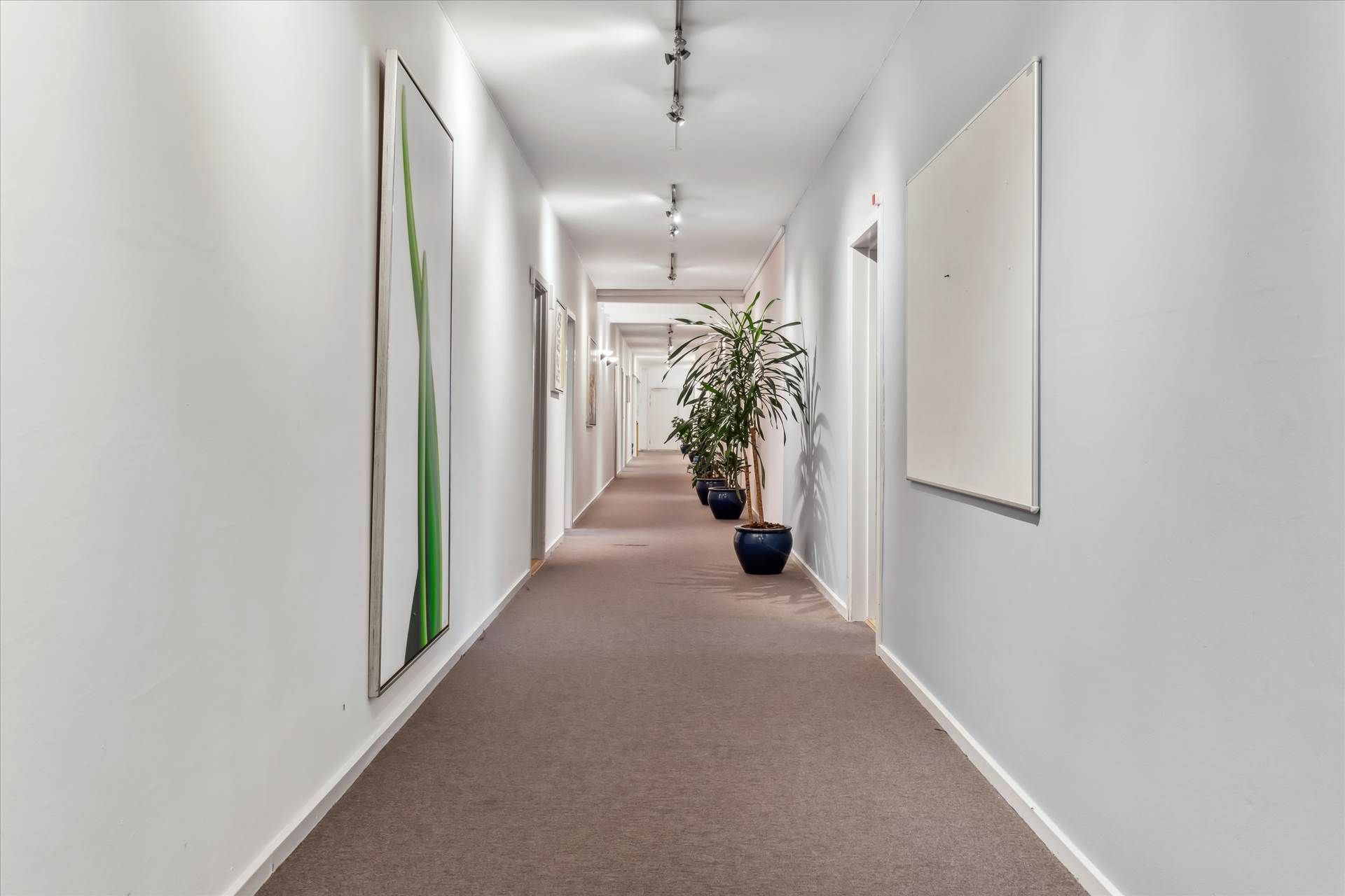 En lang og blank korridor med hvide vægge, hvor der er to store malerier og tre store lysekroner. Der er en række træplanter