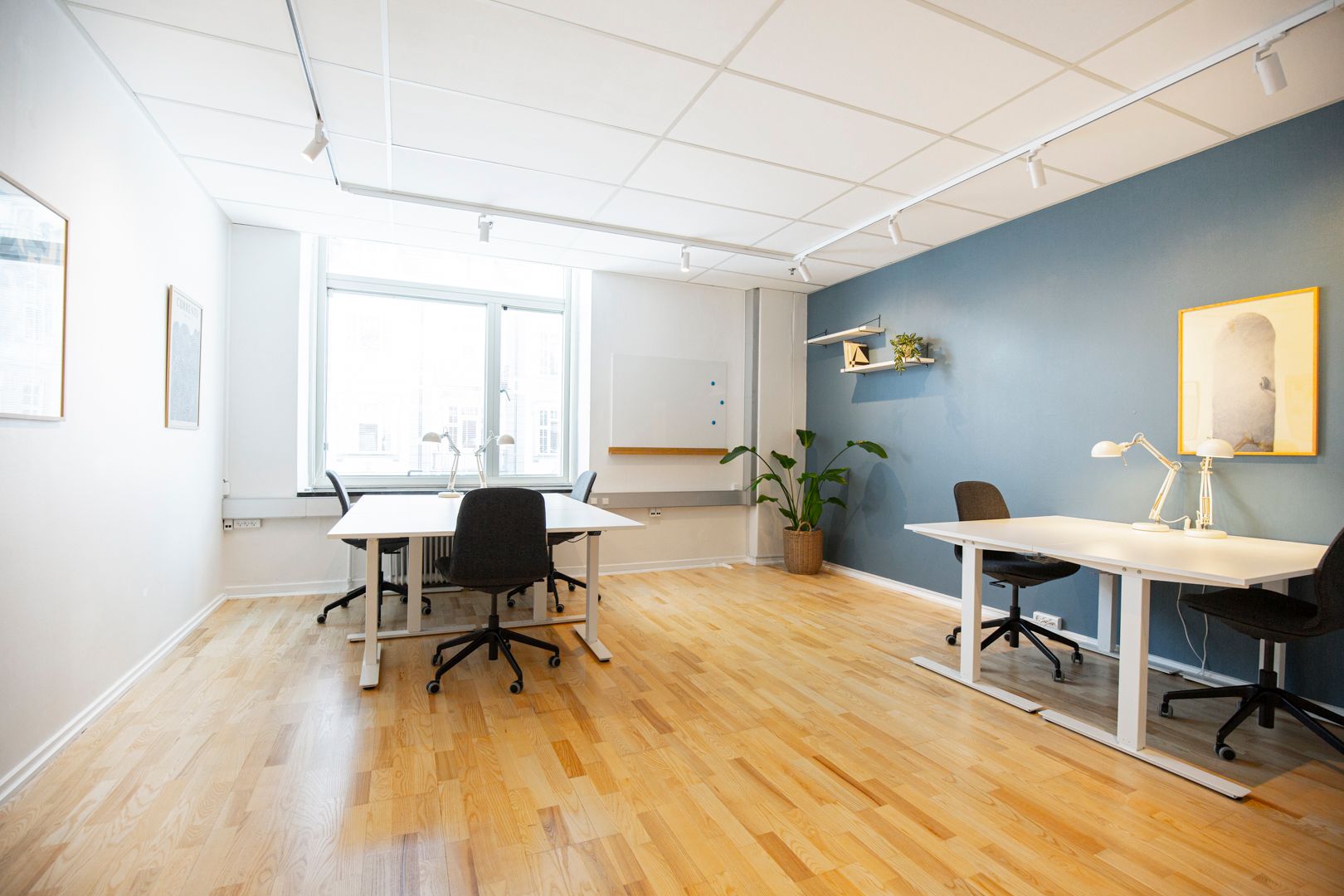 Kontorrum med to hvide skriveborde, hver med lampe og to stolpe, og en plante i kurv på den blå væg med maleri