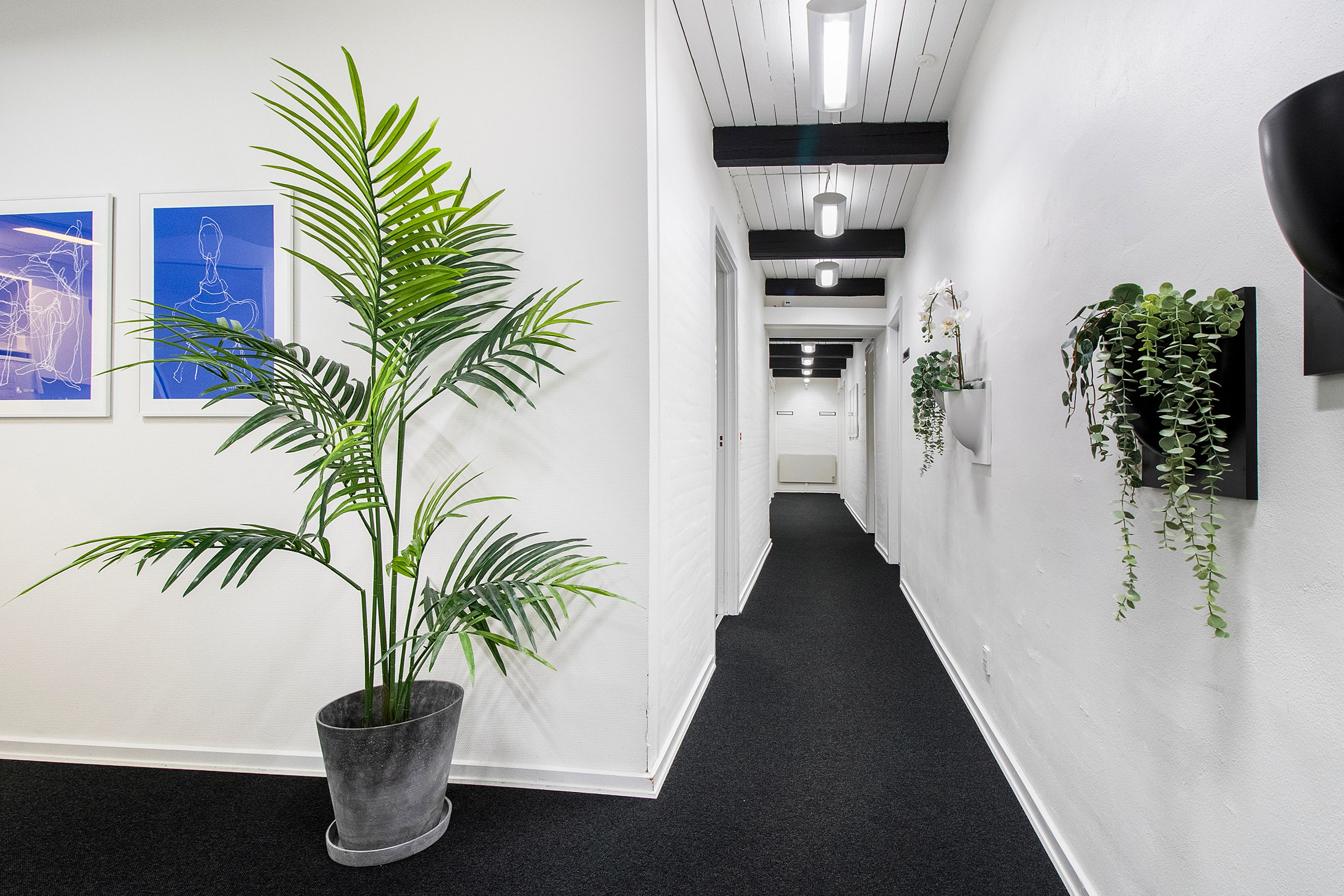 En hall med hvide vægge og gulv og svartgulv. En plante i gryden. To malerier og plantepotter på væggen. Fire lyse på loftet.