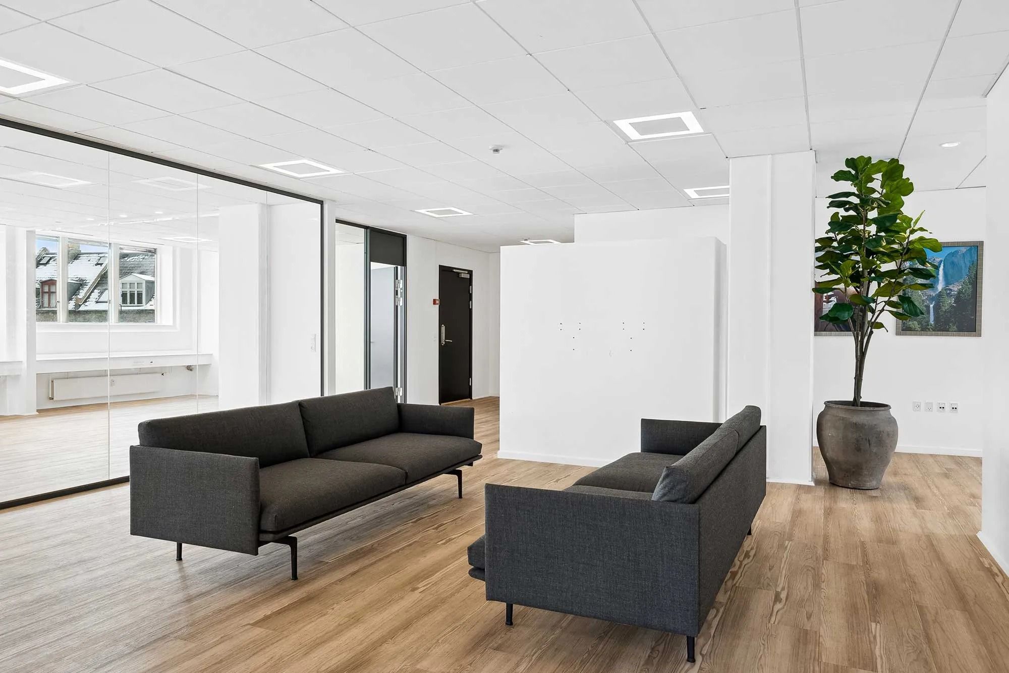 To sovesofaer med mørke farvetoner og et stort grønt ficus-træ i en moderne interiørindretning