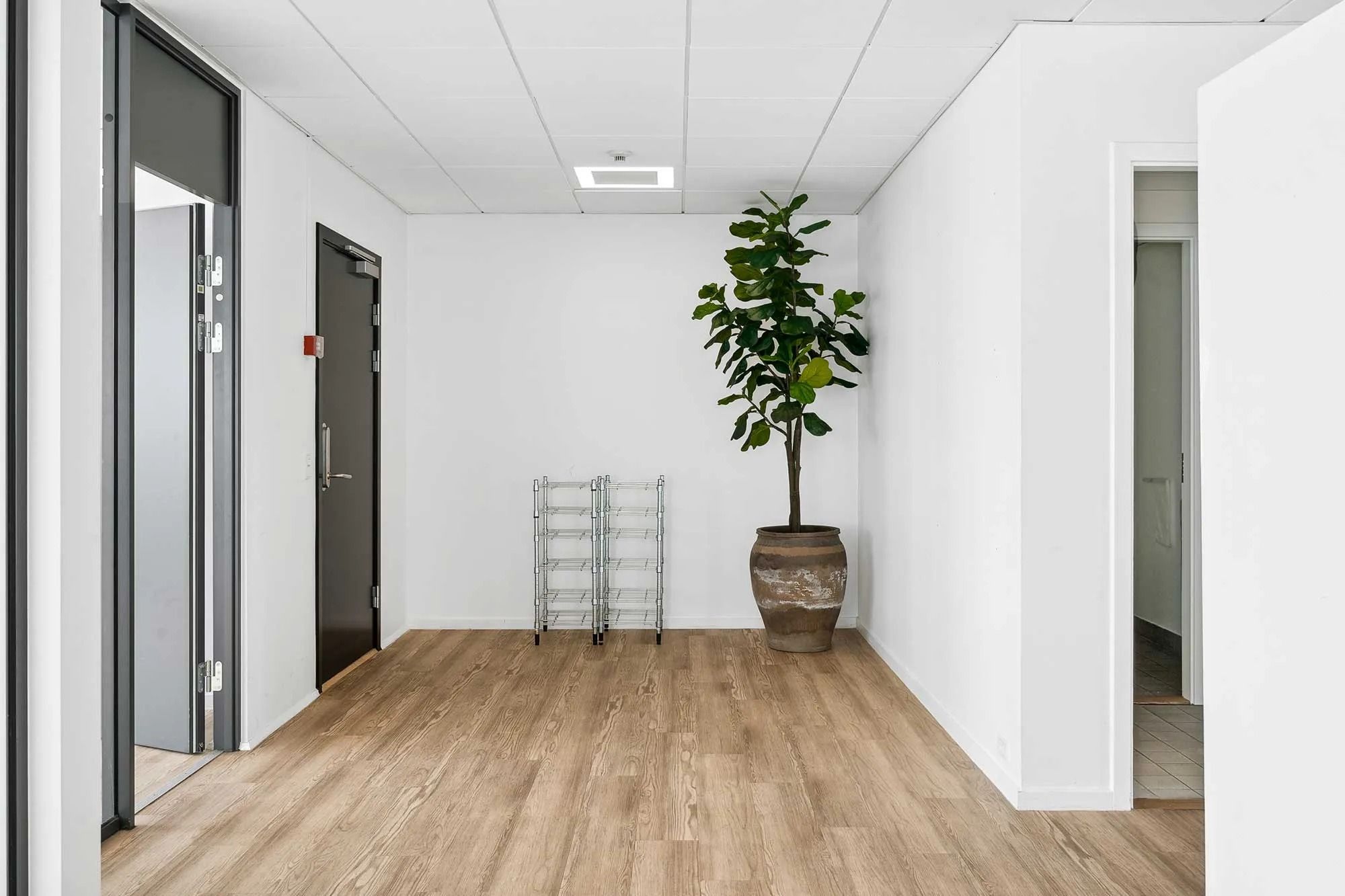 Kort gang med hvid gulvbelægning, højt loft og plante i jordfarvet potte samt to døre i hvide vægge