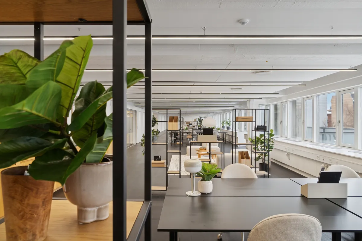 Moderne kontor med lyse vinduer, lysekroner og møbler i en lysegrå farvetone. Et stort, grønt blad i en porcelænskruke og en hvid vase med en lille plante på bordet.