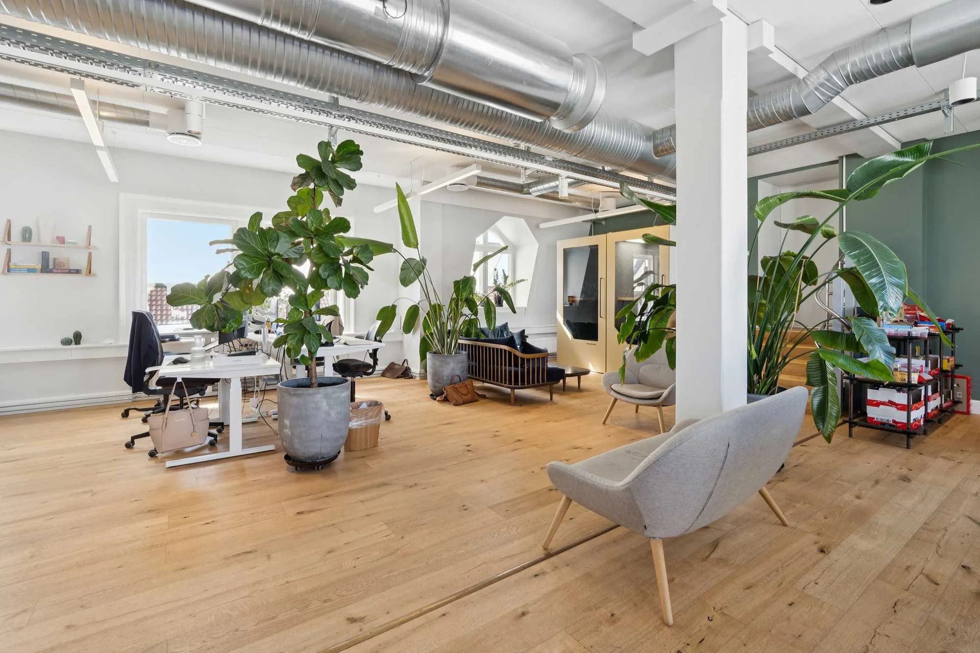 Kontorrum med højloft, moderne møbler og store planter, masser af naturligt lys og trægulve.