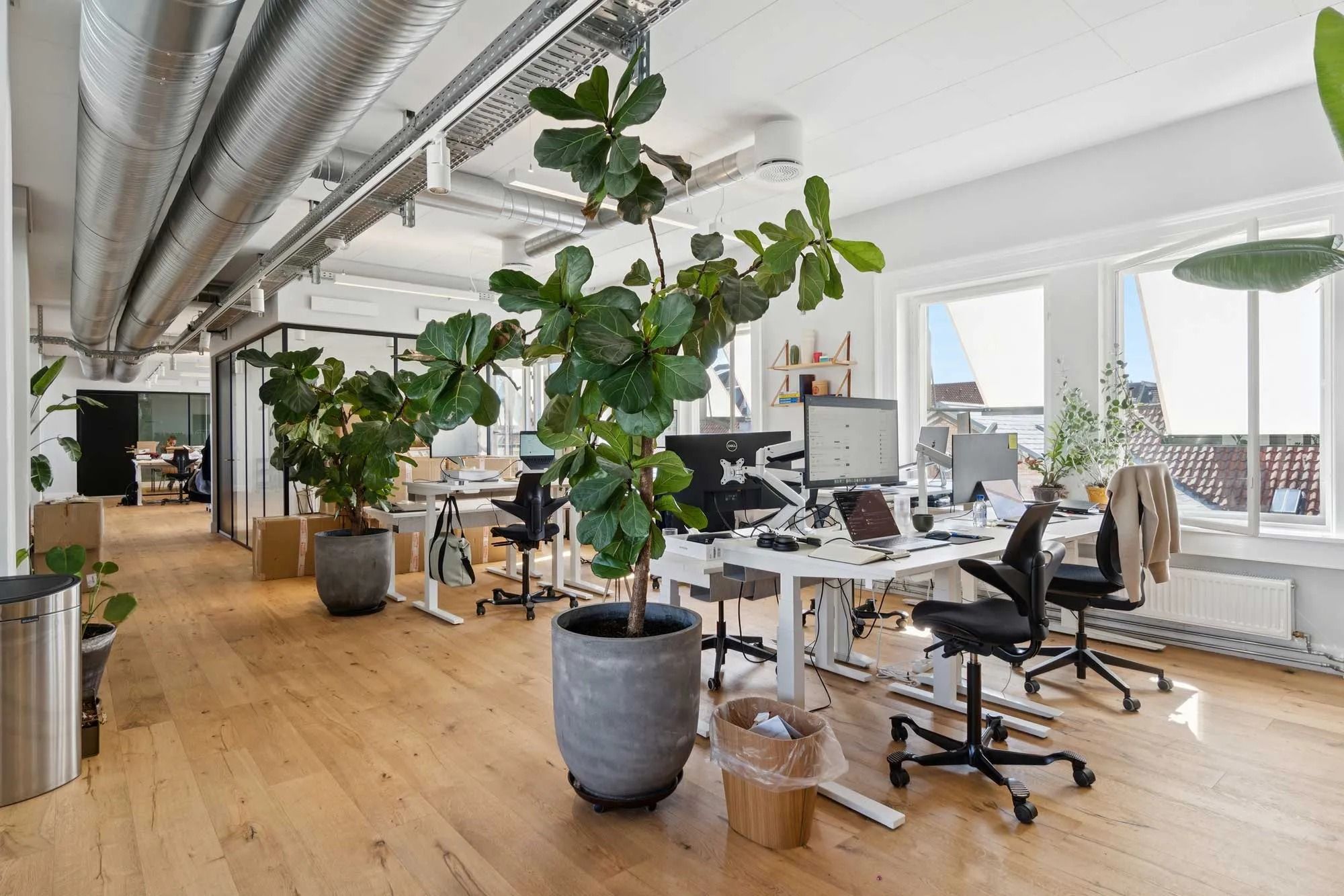 Moderne kontor med lyse vinduer, høje lofter, lysegulve og store planter for at skabe en komfortabel arbejdsplads