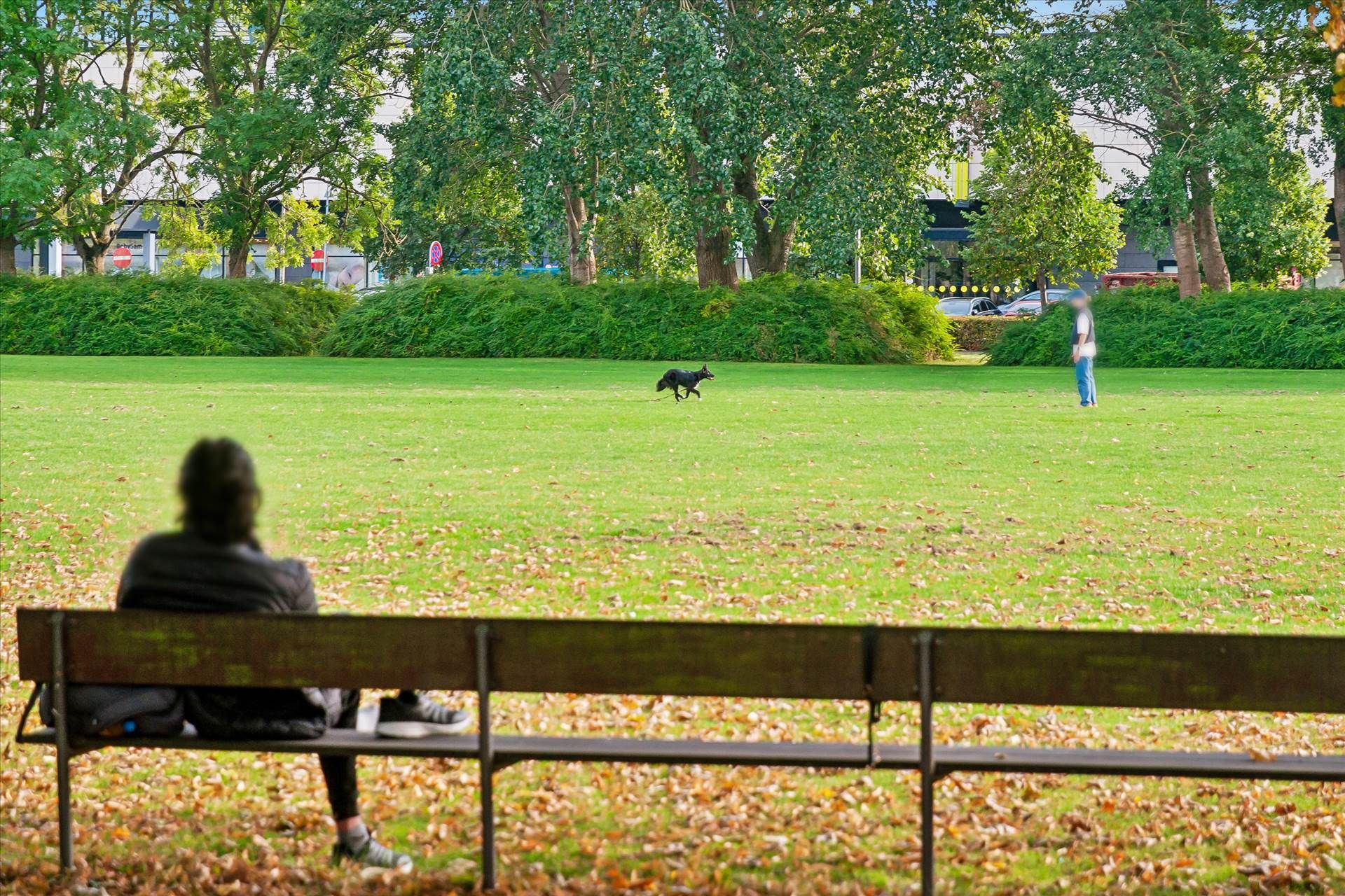 På en park er en mand sammen med sin hund, der springer rundt i parken. En anden person står i baggrunden og ser ud til at